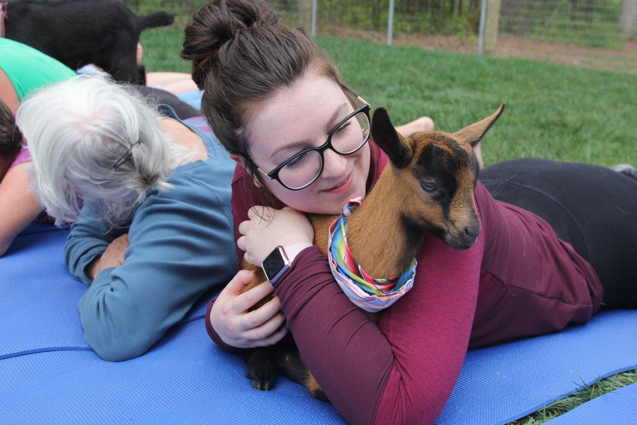 dog brings home goat